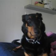 Blanding af racer kira