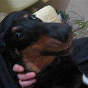 Blanding af racer kira