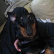 Blanding af racer kira