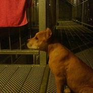 Amerikansk staffordshire terrier Puma