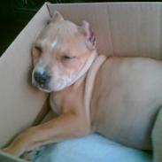 Amerikansk staffordshire terrier Puma