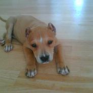 Amerikansk staffordshire terrier Puma