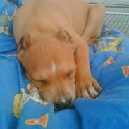 Amerikansk staffordshire terrier Puma