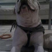 Amerikansk bulldog Valentino