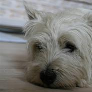West highland white terrier Laks SOLGT