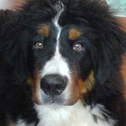 Berner sennenhund Balou