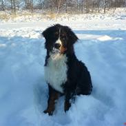 Berner sennenhund Balou