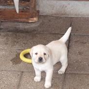 Labrador retriever Bilbo