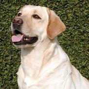 Labrador retriever Bilbo