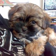 Blanding af racer Albert