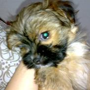 Blanding af racer Albert