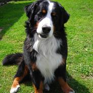 Berner sennenhund Macs- RIP