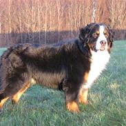 Berner sennenhund Macs- RIP