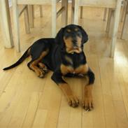 Blanding af racer Aiko