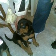 Blanding af racer Aiko