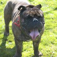 Engelsk bulldog Vincent    *RIP*  2009