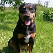 Blanding af racer Tica