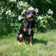 Blanding af racer Tica