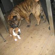 Engelsk bulldog Vincent    *RIP*  2009
