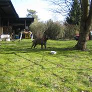 Engelsk bulldog Vincent    *RIP*  2009