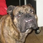 Engelsk bulldog Vincent    *RIP*  2009