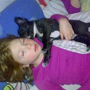 Blanding af racer mulle