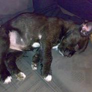 Blanding af racer mulle