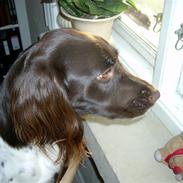 Kleiner münsterländer Sif