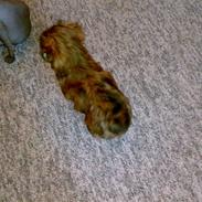 Blanding af racer Albert