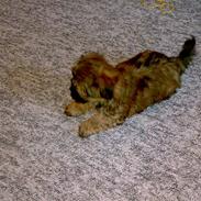 Blanding af racer Albert