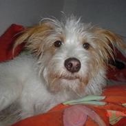 Jack russell terrier ronja