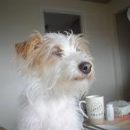 Jack russell terrier ronja