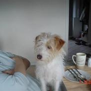 Jack russell terrier ronja