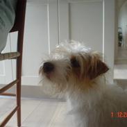 Jack russell terrier ronja