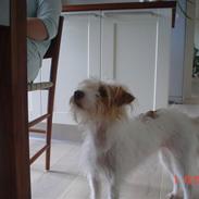 Jack russell terrier ronja