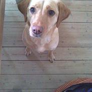 Labrador retriever Bella