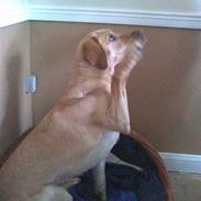 Labrador retriever Bella