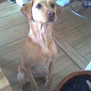 Labrador retriever Bella