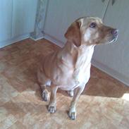 Labrador retriever Bella