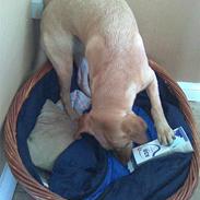 Labrador retriever Bella