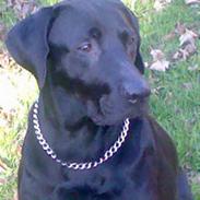 Blanding af racer LUNDE