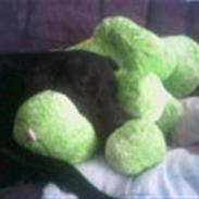 Blanding af racer LUNDE