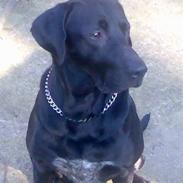 Blanding af racer LUNDE