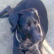 Blanding af racer LUNDE