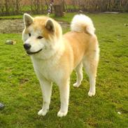 Akita inu sheila