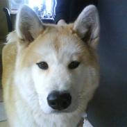 Akita inu sheila