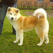 Akita inu sheila