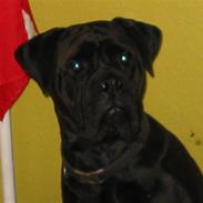 Bullmastiff Primadonna