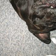 Bullmastiff Primadonna