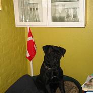 Bullmastiff Primadonna